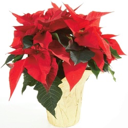 8" Pot Poinsettia (With Pot Cover) from Boulevard Florist Wholesale Market