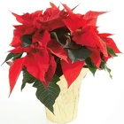 8" Pot Poinsettia (With Pot Cover) from Boulevard Florist Wholesale Market