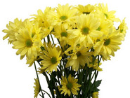 Pom Pon Chrysanthemum from Boulevard Florist Wholesale Market