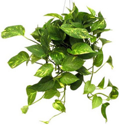 Pothos from Boulevard Florist Wholesale Market