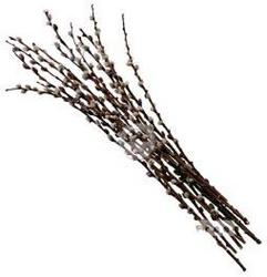 Pussy Willow - Medium  from Boulevard Florist Wholesale Market