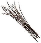 Pussy Willow 3'- 4'  from Boulevard Florist Wholesale Market