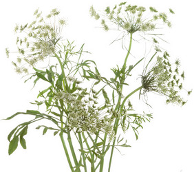 Queen Ann Lace  from Boulevard Florist Wholesale Market