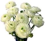 Ranunculus from Boulevard Florist Wholesale Market