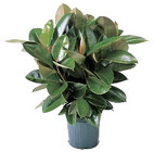 Ficus "Rubber Plant" from Boulevard Florist Wholesale Market