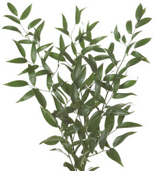 Ruscus, Italian - BUNCH from Boulevard Florist Wholesale Market