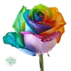 Roses Rainbow 50cm from Boulevard Florist Wholesale Market