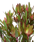 Safari Sunset - BUNCH/10 from Boulevard Florist Wholesale Market