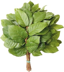 Salal Tips - "Lemon Leaf" from Boulevard Florist Wholesale Market