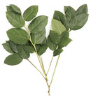 Salal - "Lemon Leaf" from Boulevard Florist Wholesale Market