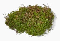Moss - Sheet Moss from Boulevard Florist Wholesale Market