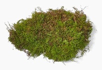 Moss - Sheet Moss from Boulevard Florist Wholesale Market