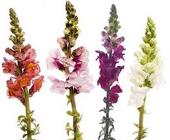 Snapdragon from Boulevard Florist Wholesale Market