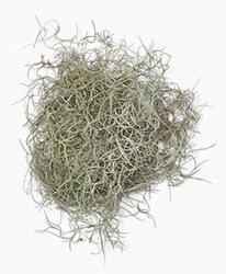 Moss - Spanish Moss from Boulevard Florist Wholesale Market