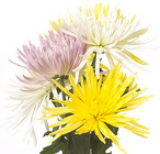 Spider Mum  from Boulevard Florist Wholesale Market