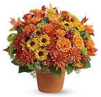 Sugar Maples from Boulevard Florist Wholesale Market