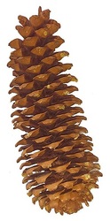 Pine Cone Sugar Pine from Boulevard Florist Wholesale Market