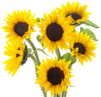 Sunflower Mini  from Boulevard Florist Wholesale Market