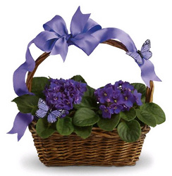 Violets and Butterflies from Boulevard Florist Wholesale Market