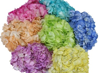 HYDRANGEA - TINTED from Boulevard Florist Wholesale Market