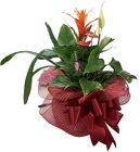 Tropical Exotic Combo from Boulevard Florist Wholesale Market