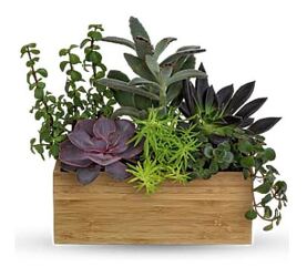 Teleflora's Grow Positive Garden from Boulevard Florist Wholesale Market