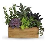 Teleflora's Grow Positive Garden from Boulevard Florist Wholesale Market