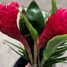 Tropical Bouquet - Flat #1 from Boulevard Florist Wholesale Market