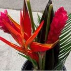 Tropical Bouquet - Flat #2 from Boulevard Florist Wholesale Market