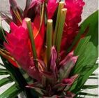 Tropical Bouquet - Round Mini #1 from Boulevard Florist Wholesale Market