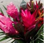 Tropical Bouquet - Round Mini #2 from Boulevard Florist Wholesale Market