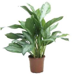 Agalonema "Chinese Evergreen" from Boulevard Florist Wholesale Market