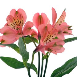 Alstromeria from Boulevard Florist Wholesale Market