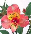 Alstromeria - Red/White from Boulevard Florist Wholesale Market