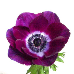 Anemone from Boulevard Florist Wholesale Market