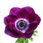 Anenome from Boulevard Florist Wholesale Market