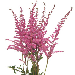 Astilbe from Boulevard Florist Wholesale Market