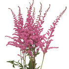 Astilbe from Boulevard Florist Wholesale Market