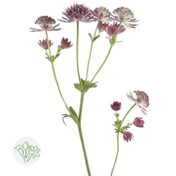 Astrantia from Boulevard Florist Wholesale Market