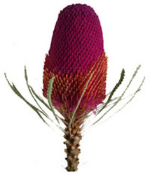 Banksia - Tinted from Boulevard Florist Wholesale Market