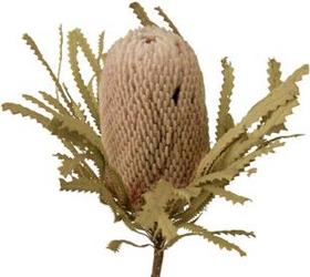 Banksia  from Boulevard Florist Wholesale Market