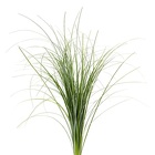 Bear Grass from Boulevard Florist Wholesale Market