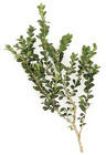 Boxwood from Boulevard Florist Wholesale Market