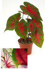 Caladium from Boulevard Florist Wholesale Market