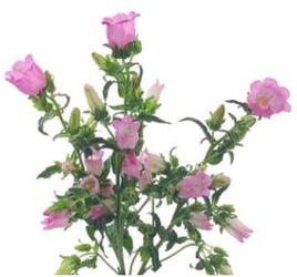 Campanula from Boulevard Florist Wholesale Market