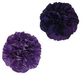 Carnation - Fancy from Boulevard Florist Wholesale Market
