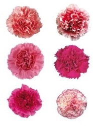 Carnation - ALL PINKS - BU/25 from Boulevard Florist Wholesale Market