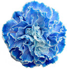 Carnation - Dyed/Tinted from Boulevard Florist Wholesale Market