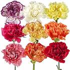 Carnation from Boulevard Florist Wholesale Market