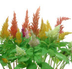 Celosia "Feather" from Boulevard Florist Wholesale Market